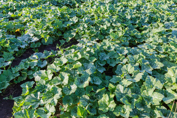 Poster - Pumpkin stems with spotted leaves on field in sunny morning