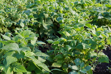 Wall Mural - Bushes of young blooming bean on field in sunny morning