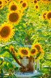 © Ann Stryzhekin - Sunflowers in an old rusty garden watering can in a field with yellow sunflowers on a sunny evening.