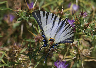 Wall Mural - scarce swallowtail butterfly on a shrub with purple flowers