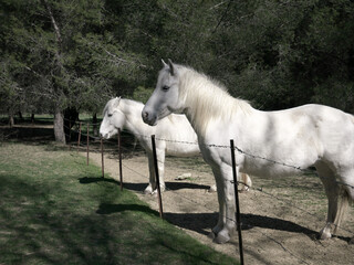 Two beautiful white horses seen in profile