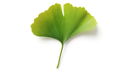 Wall Mural - one single green ginkgo biloba leaf isolated on white background