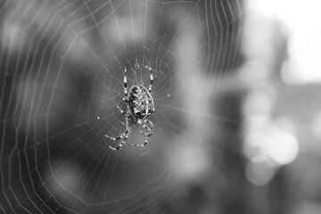 cross spider on web greyscale