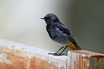 Wall Mural - Hausrotschwanz-Männchen // Black redstart - male (Phoenicurus ochruros) 