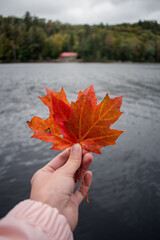 a woman's hand holds a red maple leaf in the lake's background. algonquin park, ontario, canada.