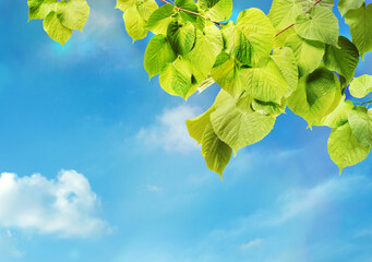 Wall Mural - Tree branch with green leaves against beautiful sky