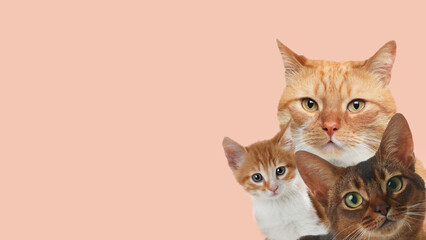 Wall Mural - Cute cats on pale pink background, banner design with space for text. Lovely pets