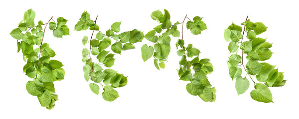 Poster - Tree branches with green leaves isolated on white, set