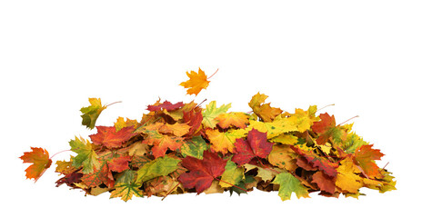 Wall Mural - pile of autumn maple colored leaves isolated. fall leaves cut out