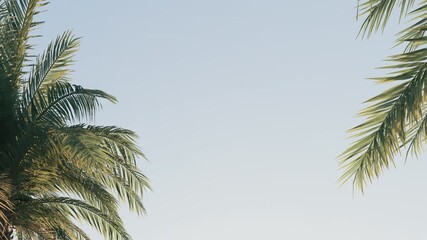 4k Summer background of Coconut Palm trees isolated on white background Row of trees in sunny day Natural background. palm leaves on the blue sky	