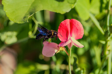 Wall Mural - A violet carpenter bee collecting pollen and nectar on sweet pea flowers in a garden