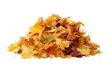 Wall Mural - pile of yellow autumn leaves isolated. a heap of different maple dry leaves cut out
