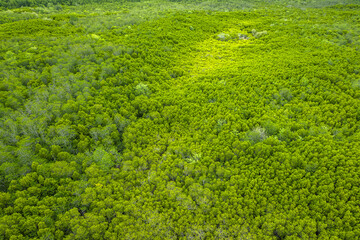 Aerial view of green mangroves or tropical forest in Thailand.