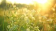 © GenZGraphics - Close up of Umbelliferae plants on a sunny summer evening