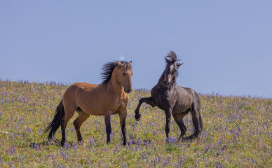 Wall Mural - Wild Horses in Summer in the Pryor Mountains Montana