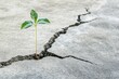 © typepng - A green sprout sprouts from a stone slab- a symbol of rebirth, revival, resilience, and a new beginning