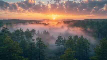 Poster - Stunning photograph of a forest at sunrise with fog and distant smoke, capturing the delicate balance of nature amidst shifting climate patterns and environmental changes. high resolution