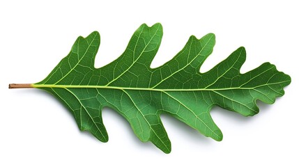 one single green oak leaf isolated on white background