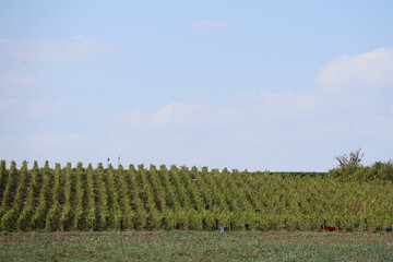 Canvas Print - rangées de vigne sur la colline