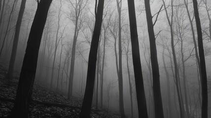 Poster - Misty Black and White Forest Landscape