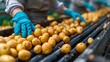 © Dmitry - Workers in gloves sort freshly harvested potatoes as they move along a conveyor belt in a production facility