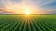 © ชลธิชา สว่างวงค์ - A vibrant green field of crops basks in the golden glow of a setting sun. The sky is painted with hues of orange and pink, creating a serene and peaceful scene.