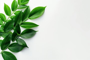 Wall Mural - A leafy green plant with a white background. The leaves are arranged in a way that creates a sense of movement and flow. The image conveys a feeling of freshness and vitality