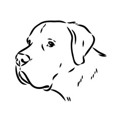 Wall Mural - Hand drawn sketch of american bully. Graphical dog isolated on white background.