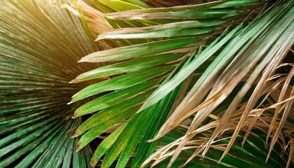 Wall Mural - closeup nature view of green leaf and palms background. Flat lay, dark nature concept,