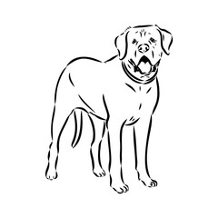 Wall Mural - Hand drawn sketch of american bully. Graphical dog isolated on white background.