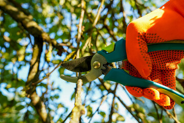 Wall Mural - Secateur for Trimming tree branches. Gardener cuts branches on dry tree with Handheld Pruning Shears. Trimming trees in backyard. Branch Cutting and Tree Trimmer in village. Greenworks with scissors