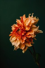 Wall Mural - A single orange flower on a dark green background