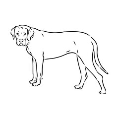 Wall Mural - Hand drawn sketch of american bully. Graphical dog isolated on white background.