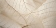 © MR. INVINCIBLE - neutral color aesthetic photo with veins of leaf, Nature abstract of flower petals