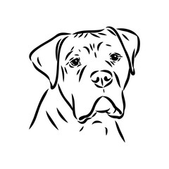 Wall Mural - Hand drawn sketch of american bully. Graphical dog isolated on white background.