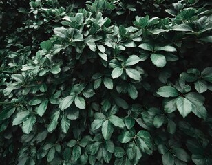 Wall Mural - Dark green leaves bushes background