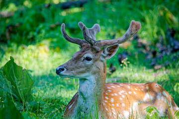 Sticker - The fallow deer (Dama dama) with antlers in velvet.This deer is native species to Europe. Fallow deer has a great variability of color from very dark to white.