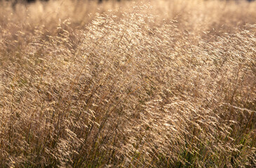 Wall Mural - Close-up with tall dry grass in sunlight