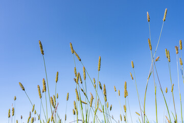 Wall Mural - Timothy (Phleum pratense) is an abundant perennial grass, timothy-grass, meadow cat's-tail or common cat's tail. Denali View North, Denali State Park, Alaska