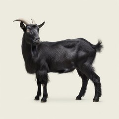 Wall Mural - Medium shot of a black goat full body shot, isolated on a light solid pastel white background,