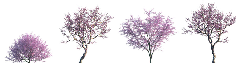 Wall Mural - Set of Tamarix gallica and Cercis siliquastrum frontal set street blossoming trees isolated png on a transparent background perfectly cutout