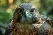 © aicandy - A majestic close-up of a bird of prey with intense gaze and intricate feather patterns, showcasing the stunning detail of its plumage and the piercing quality of its eyes in a natural environment