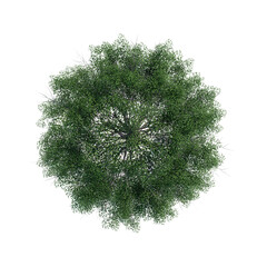 Wall Mural - tree top view plant landscape architecture nature garden aerial render.