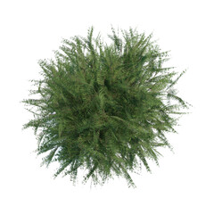 Wall Mural - tree top view plant landscape architecture nature garden aerial render.