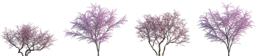 Wall Mural - set of cercis siliquastrum and tamarix gallica frontal set street blossoming trees isolated png on a