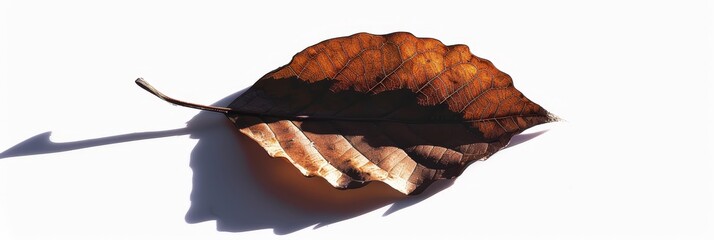 Canvas Print - A single brown leaf with a long stem lays on a white background. Its shadow stretches out to the left, symbolizing the changing of seasons, nature's beauty, fragility, and the cycle of life.