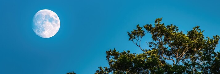 Wall Mural - Full moon rising above the treetops in a clear blue sky a glowing symbol of hope and new beginnings