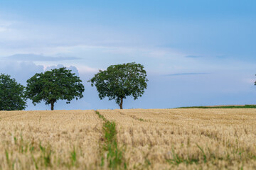 Wall Mural - A Serene Landscape with Lush Trees and a Golden Wheat Field Under a Clear Blue Sky