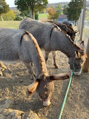 Donkeys on the farm