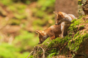 Poster - male red fox (Vulpes vulpes) two cubs waiting for their mother